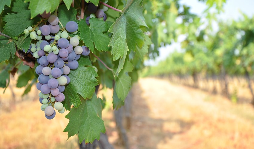 Un Terroir d'Exception